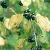 Buckthorn