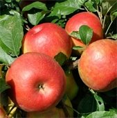 Honeycrisp Apple Trees