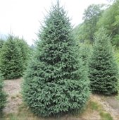 Black Hills Spruce Trees