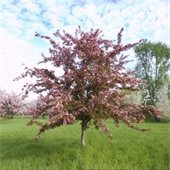 Crabapple Tree
