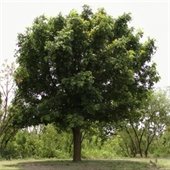 Bur Oak Tree