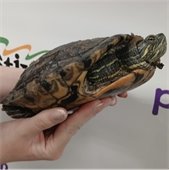 Photo of rescue turtle