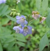 Woodland Prairie Plants