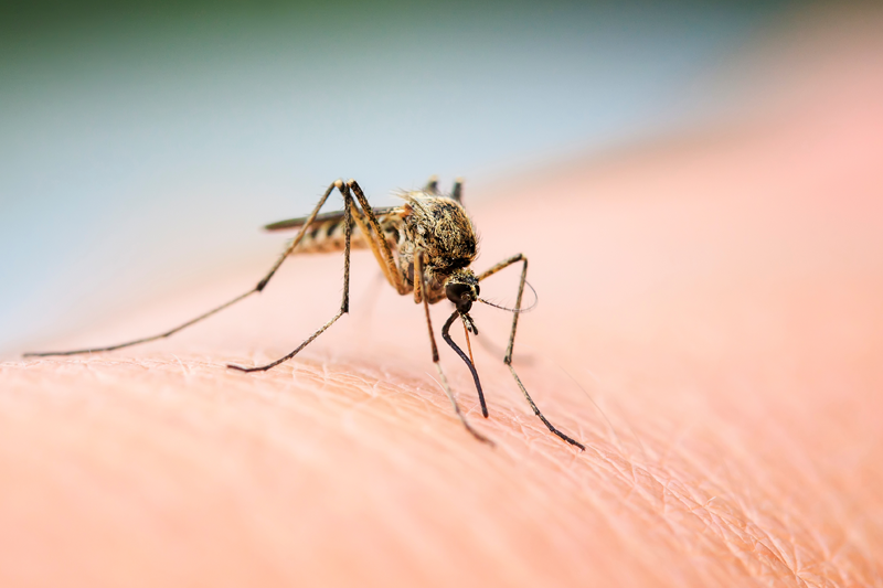 Mosquito on a person's skin.