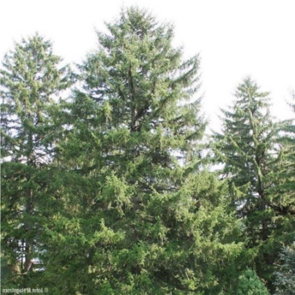 norway-spruce