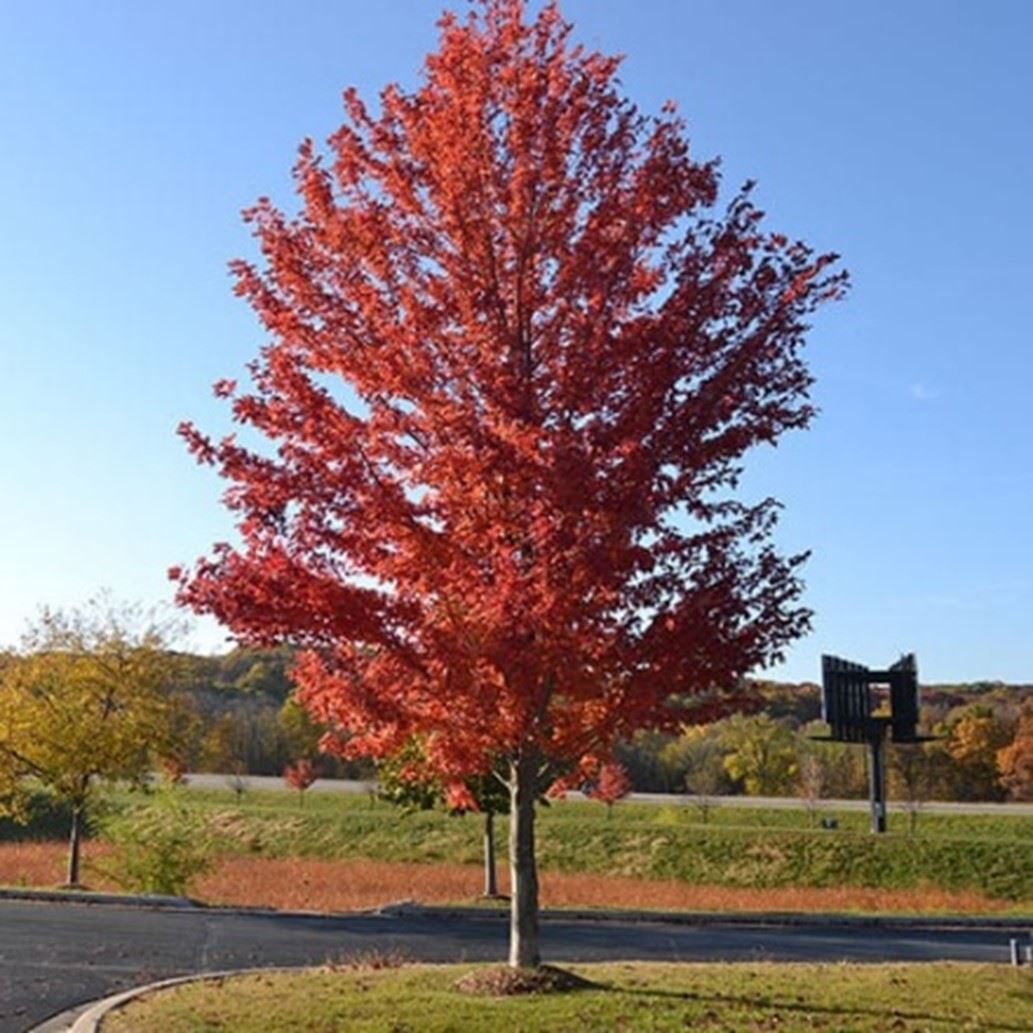 autumn-blaze-maple