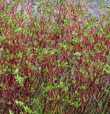 red-osier-dogwood