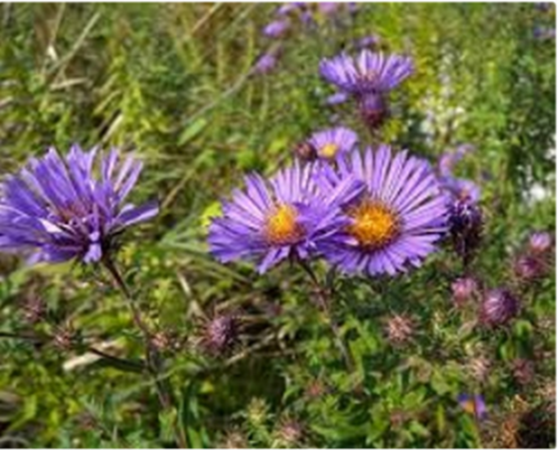 prairie grasses and wildflowers