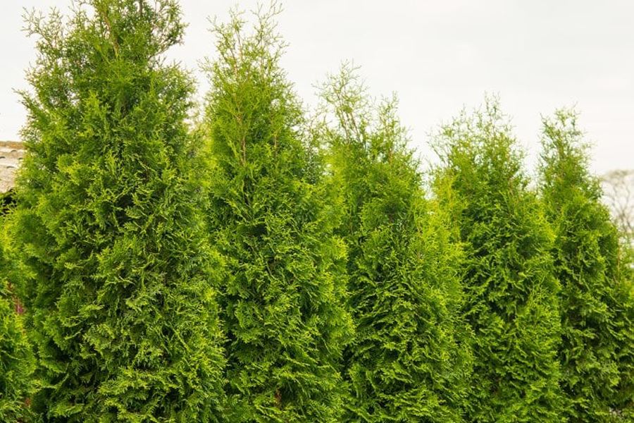American Arborvitae