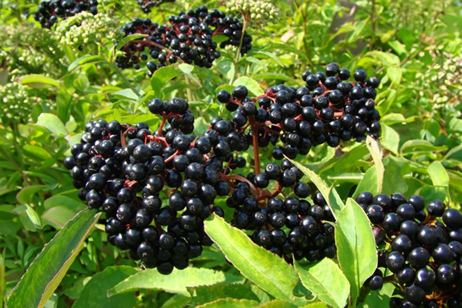 Common Elderberry