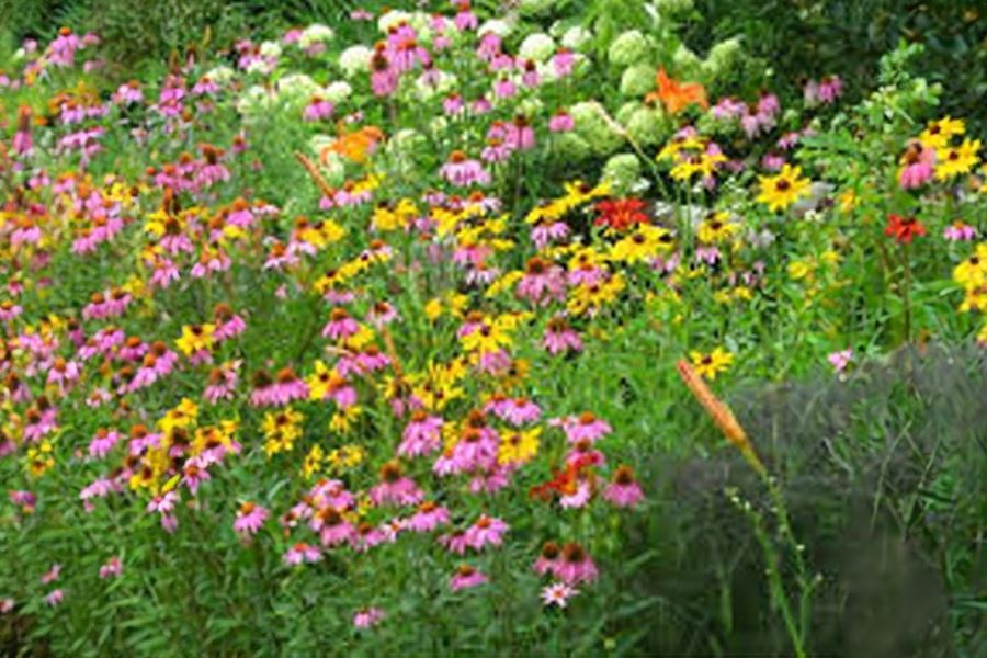 Butterfly Garden Plants