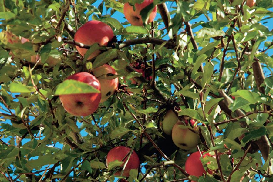 Fireside Apple Tree