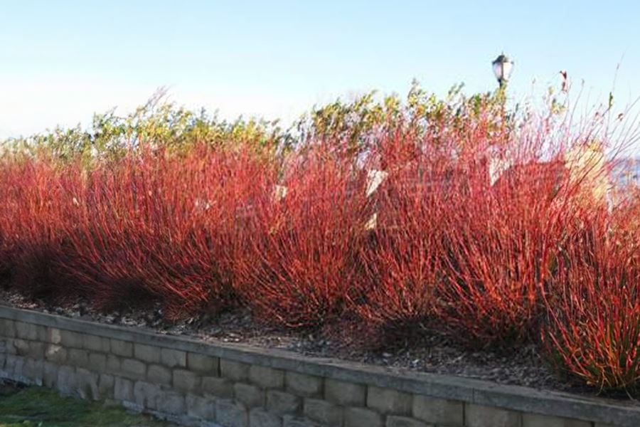 Flame Willow