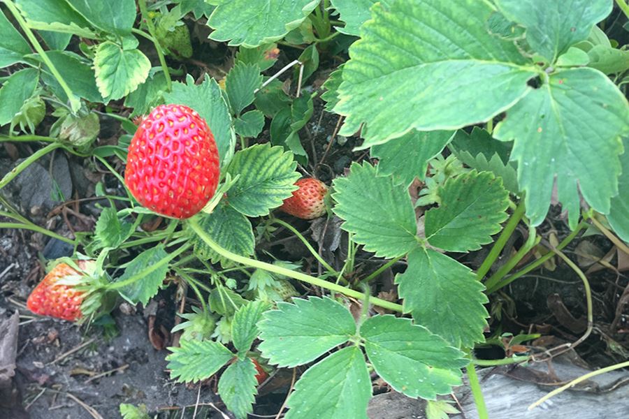 Haneoye Strawberry