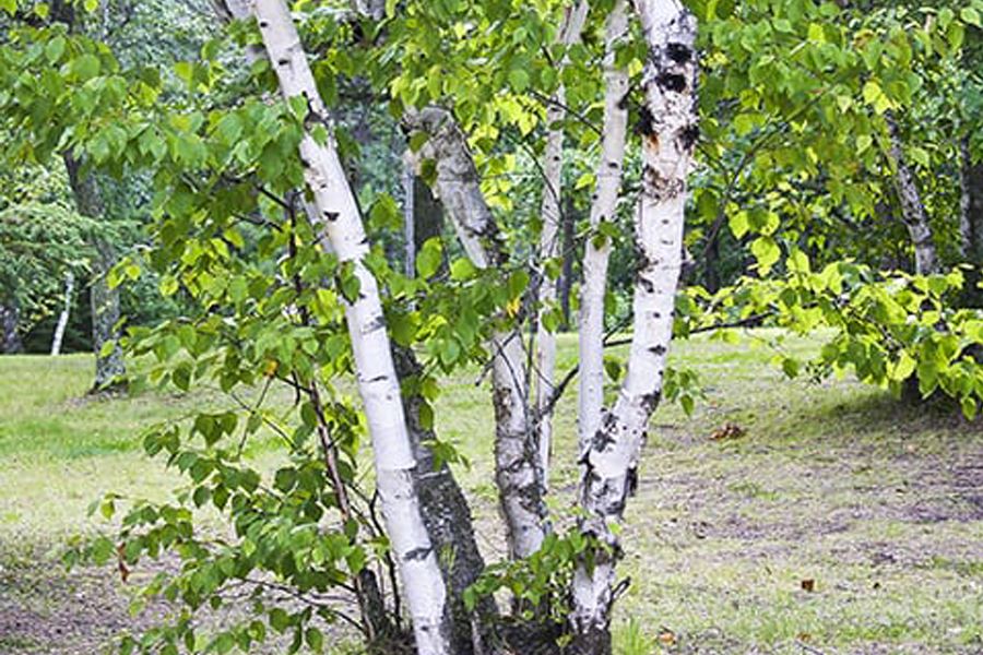 Paper Birch
