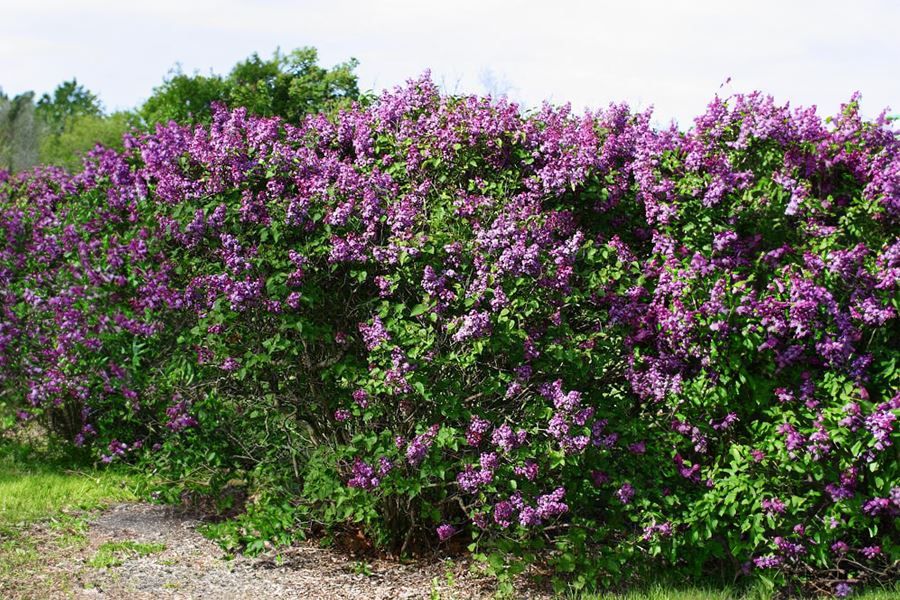 Purple Lilac Bush