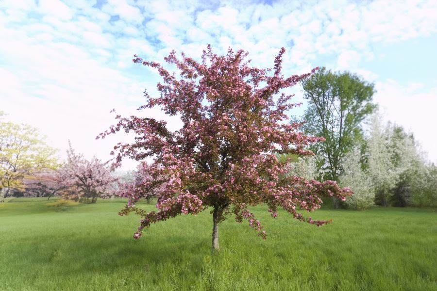 Red Splendor Crab Apple
